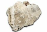 Fossil Running Rhino (Hyracodon) Jaw Section - South Dakota #355498-7
